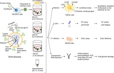Major target for UV-induced complete loss of HIV-1 infectivity: A model study of single-stranded RNA enveloped viruses